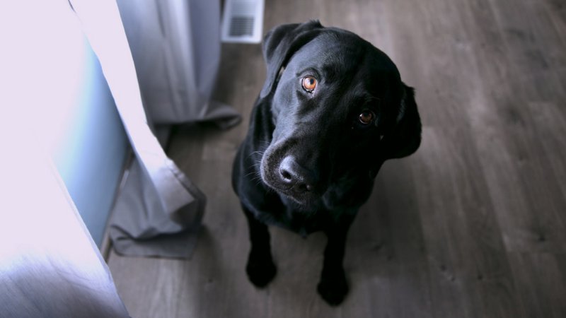 A preguiça das pessoas chegou a um nível inesperado